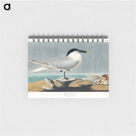 アートメモ帳-Sandwich Tern from Birds of America
 - アメリカの鳥たち Memo.