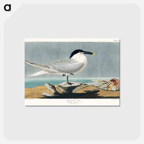 アートポストカード-Sandwich Tern from Birds of America
 - アメリカの鳥たち Postcard.