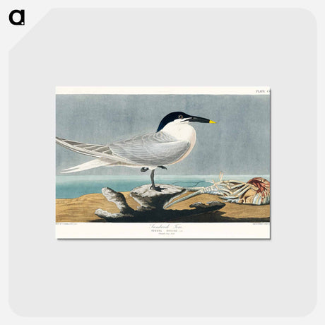 アートポストカード-Sandwich Tern from Birds of America
 - アメリカの鳥たち Postcard.