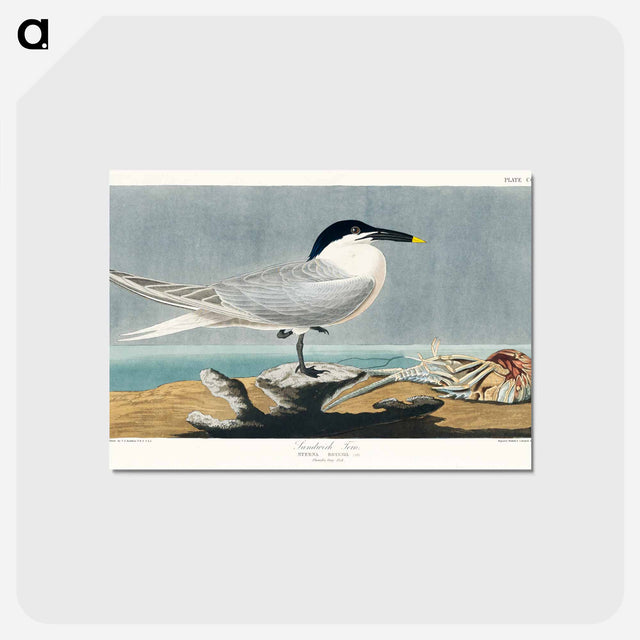 アートポストカード-Sandwich Tern from Birds of America
 - アメリカの鳥たち Postcard.