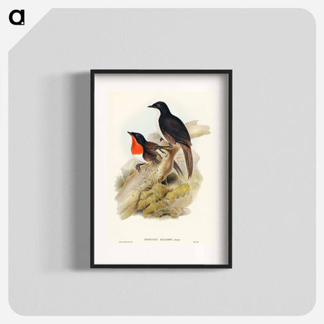 アートポスター-Spalding's Orthonyx
 - オーストラリアの鳥 Poster.
