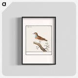 Bluethroat - アンセルムス ボエティウス デ ブート Poster.