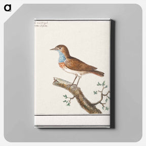 アートパネル-Bluethroat - アンセルムス ボエティウス デ ブート Canvas.