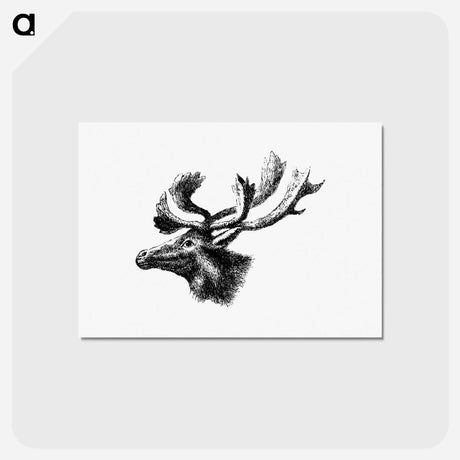 アートポストカード-Moose from A Whaling Cruise to Baffin's Bay and the Gulf of Boothia
 - 大英図書館 Postcard.