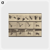 アートポストカード-Animal Locomotion
 - エドワード マイブリッジ Postcard.