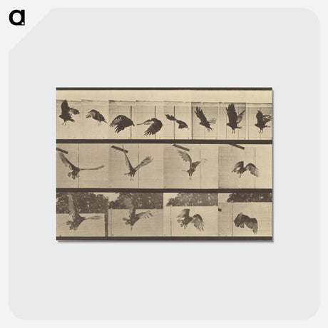アートポストカード-Animal Locomotion
 - エドワード マイブリッジ Postcard.
