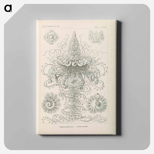 Marine life illustration - エルンスト ヘッケル Canvas.