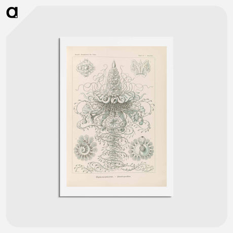 アートポストカード-Marine life illustration - エルンスト ヘッケル Postcard.