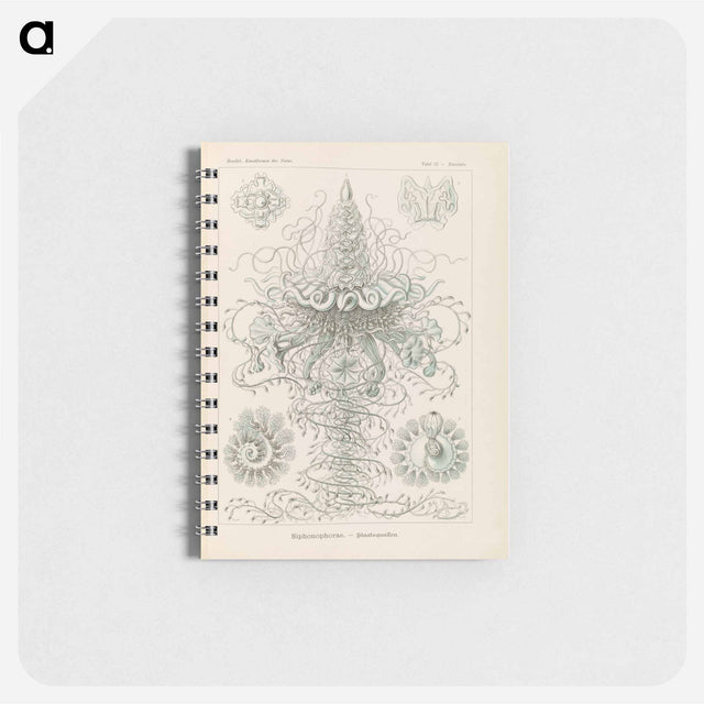 アートメモ帳-Marine life illustration - エルンスト ヘッケル Memo.