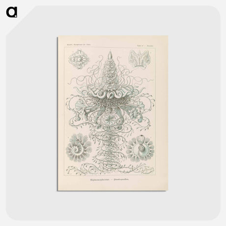 アートポストカード-Marine life illustration - エルンスト ヘッケル Postcard.