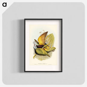 アートポスター-Allied Fruit-Pigeon
 - ジョン グールド Poster.