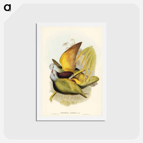 アートポストカード-Allied Fruit-Pigeon
 - ジョン グールド Postcard.