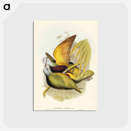 アートポストカード-Allied Fruit-Pigeon
 - ジョン グールド Postcard.