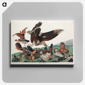 アートパネル-Virginian Partridge
 - ジョン ジェームス オーデュボン Canvas.