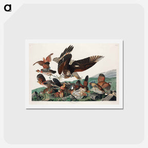 アートポストカード-Virginian Partridge
 - ジョン ジェームス オーデュボン Postcard.