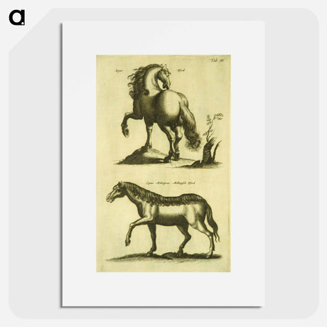 アートポスター-Herd Horses
 - 国立医学図書館 Poster.