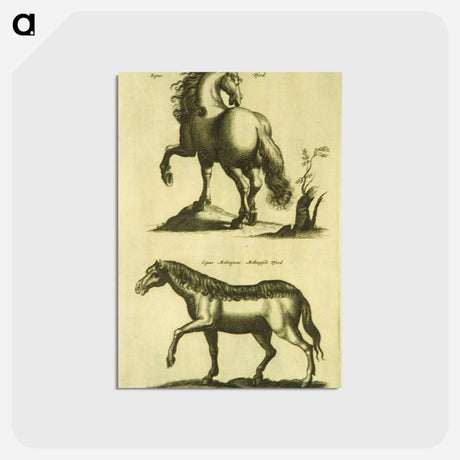 アートポストカード-Herd Horses
 - 国立医学図書館 Postcard.