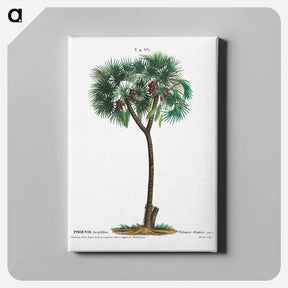 アートパネル-Date palm - ピエール ジョゼフ ルドゥーテ Canvas.