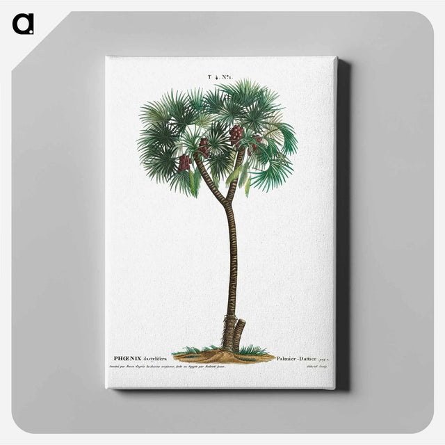 アートパネル-Date palm - ピエール ジョゼフ ルドゥーテ Canvas.