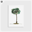 アートポストカード-Date palm - ピエール ジョゼフ ルドゥーテ Postcard.