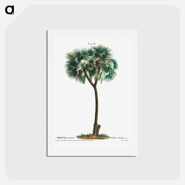 アートポストカード-Date palm - ピエール ジョゼフ ルドゥーテ Postcard.