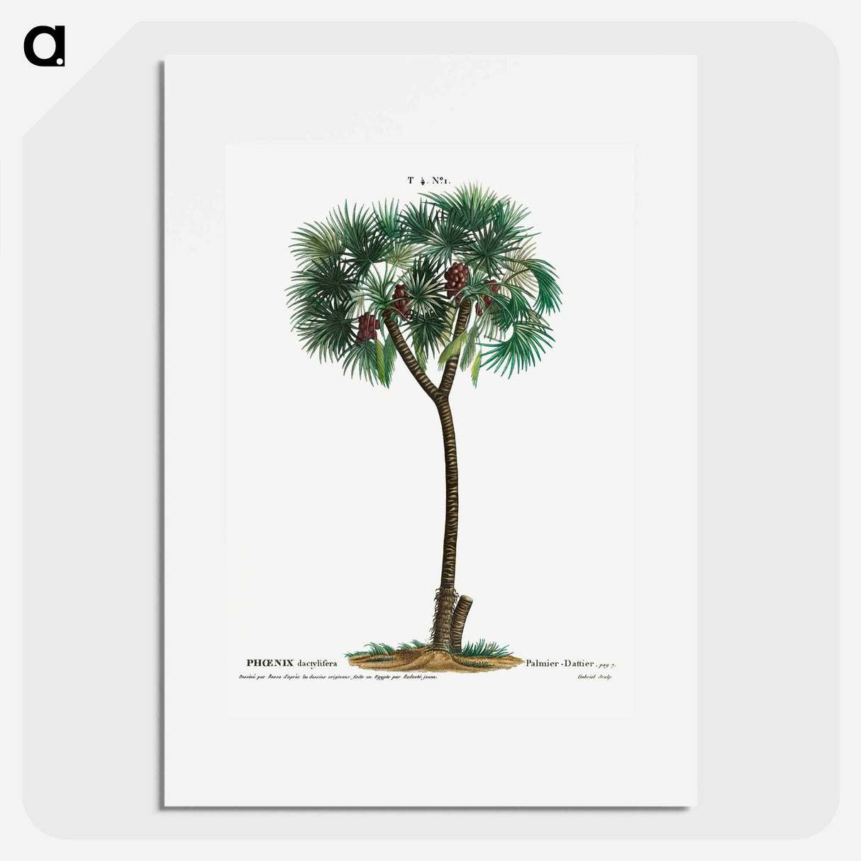 Date palm - ピエール ジョゼフ ルドゥーテ Poster.