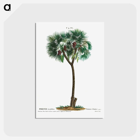 アートポストカード-Date palm - ピエール ジョゼフ ルドゥーテ Postcard.