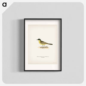 アートポスター-Grey-headed Wagtail
 - スヴェンスカ フォグラル Poster.