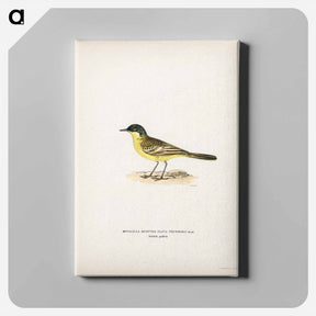 アートパネル-Grey-headed Wagtail
 - スヴェンスカ フォグラル Canvas.