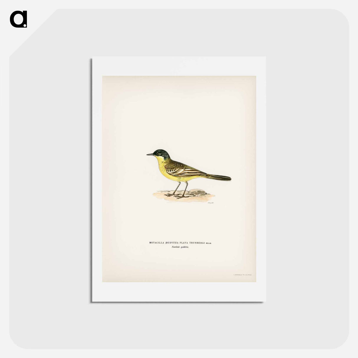 アートポストカード-Grey-headed Wagtail
 - スヴェンスカ フォグラル Postcard.