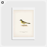 アートポストカード-Grey-headed Wagtail
 - スヴェンスカ フォグラル Postcard.
