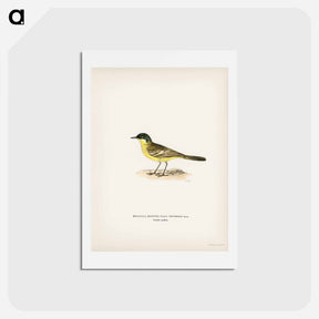 アートポストカード-Grey-headed Wagtail
 - スヴェンスカ フォグラル Postcard.