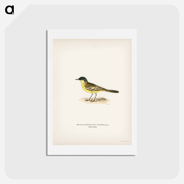 アートポストカード-Grey-headed Wagtail
 - スヴェンスカ フォグラル Postcard.