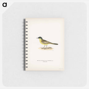 アートメモ帳-Grey-headed Wagtail
 - スヴェンスカ フォグラル Memo.