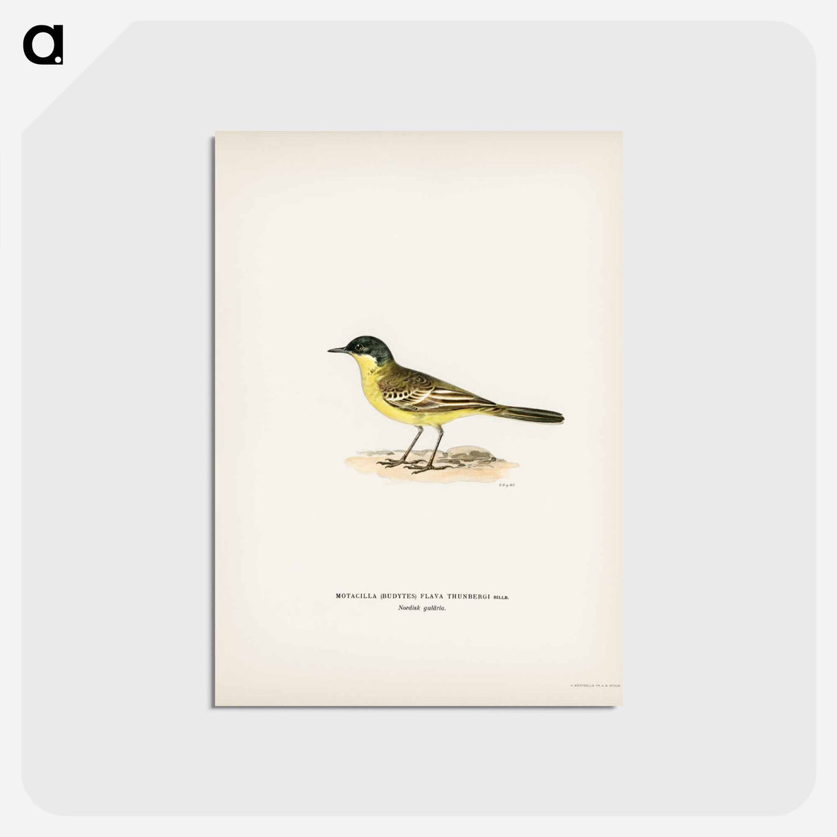 アートポストカード-Grey-headed Wagtail
 - スヴェンスカ フォグラル Postcard.