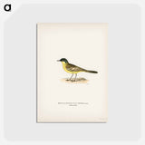 アートポストカード-Grey-headed Wagtail
 - スヴェンスカ フォグラル Postcard.