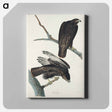 アートパネル-Black Warrior from Birds of America
 - アメリカの鳥たち Canvas.