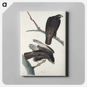 アートパネル-Black Warrior from Birds of America
 - アメリカの鳥たち Canvas.