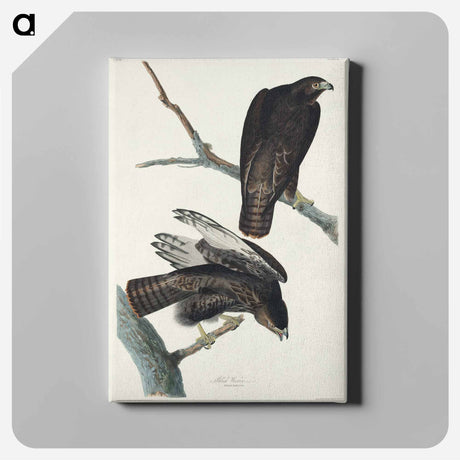 アートパネル-Black Warrior from Birds of America
 - アメリカの鳥たち Canvas.