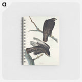 アートメモ帳-Black Warrior from Birds of America
 - アメリカの鳥たち Memo.