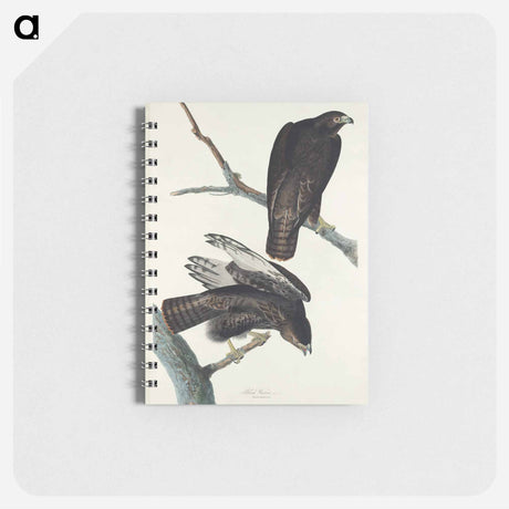 アートメモ帳-Black Warrior from Birds of America
 - アメリカの鳥たち Memo.