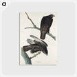 アートポストカード-Black Warrior from Birds of America
 - アメリカの鳥たち Postcard.