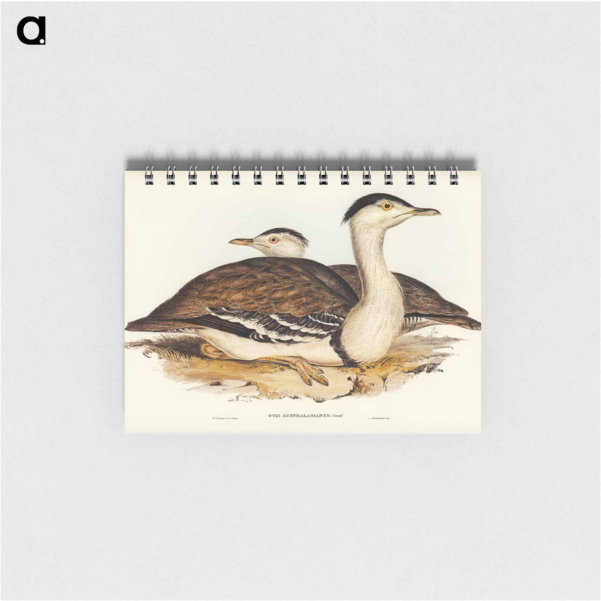 アートメモ帳-Australian Bustard
 - オーストラリアの鳥 Memo.