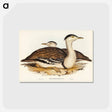 アートポストカード-Australian Bustard
 - オーストラリアの鳥 Postcard.