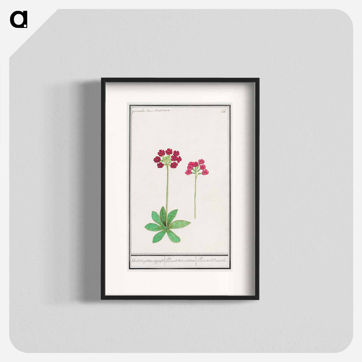 Primrose, Primula - アンセルムス ボエティウス デ ブート Poster.