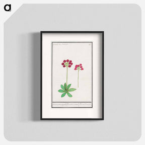アートポスター-Primrose, Primula - アンセルムス ボエティウス デ ブート Poster.