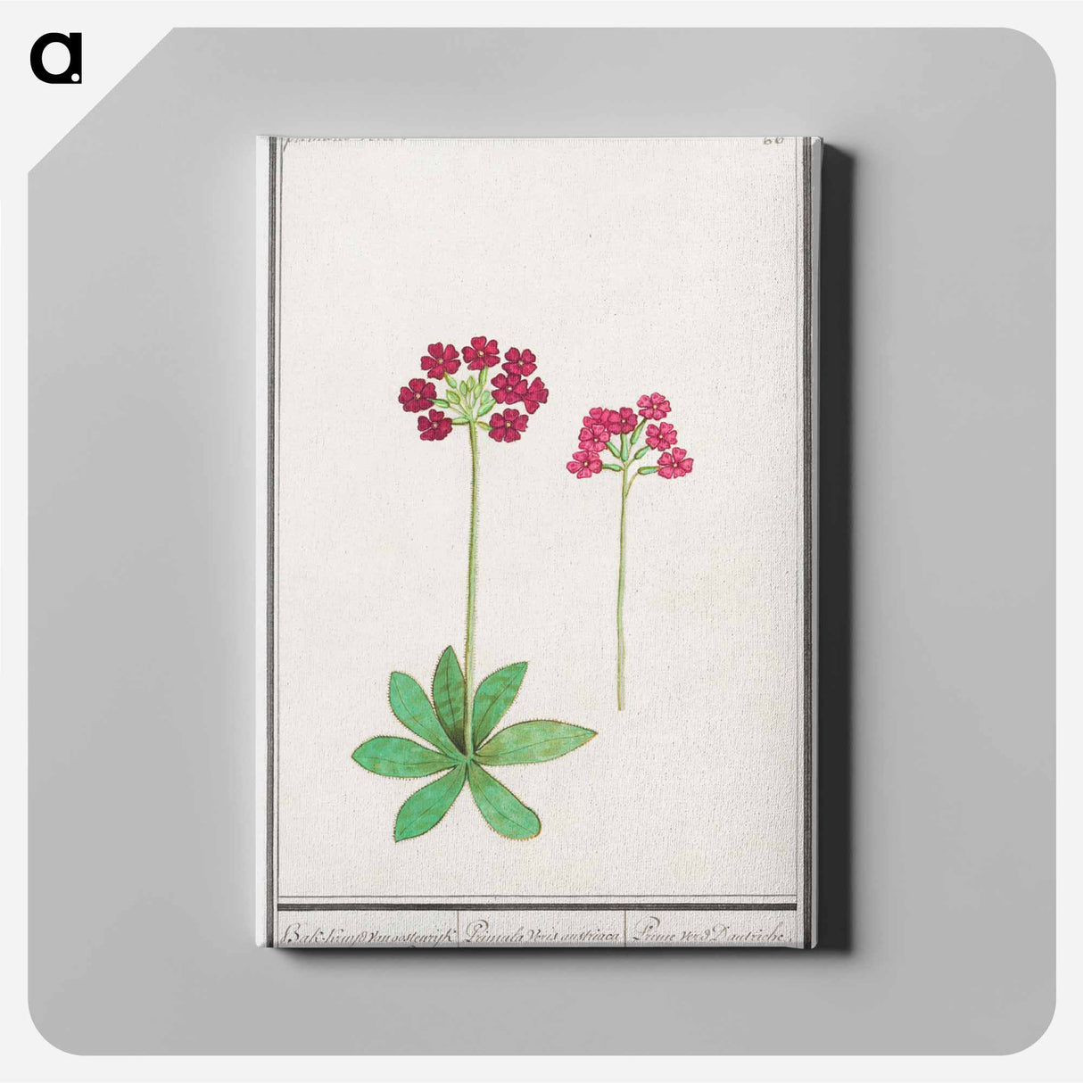 Primrose, Primula - アンセルムス ボエティウス デ ブート Canvas.