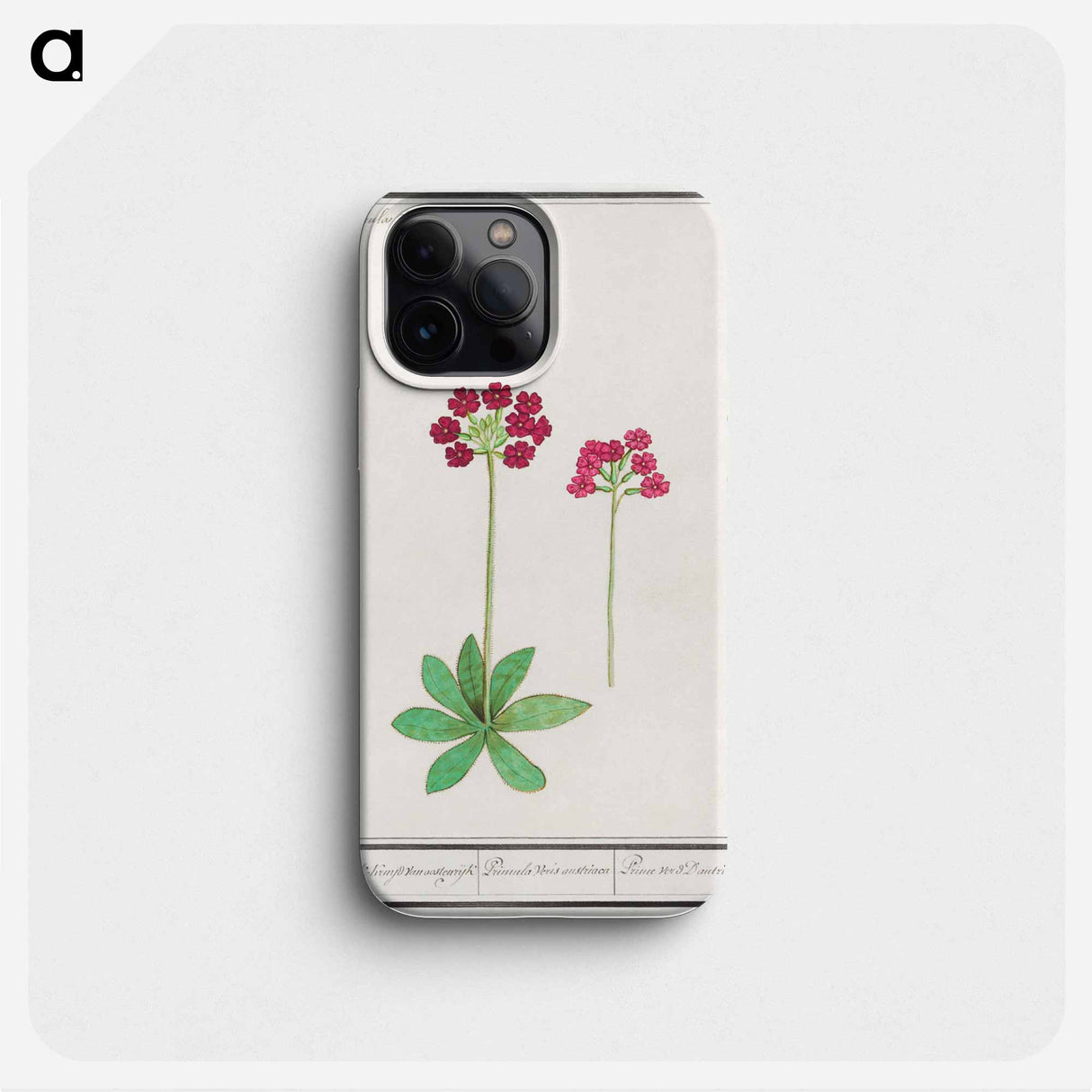 Primrose, Primula - アンセルムス ボエティウス デ ブート Phone Case.
