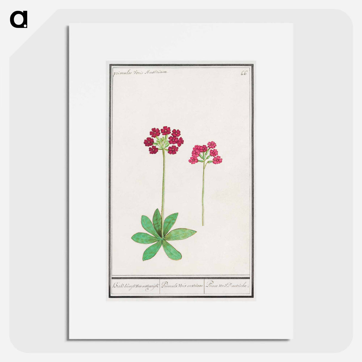 Primrose, Primula - アンセルムス ボエティウス デ ブート Poster.