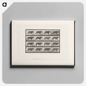 アートパネル-Bull Walking
 - エドワード マイブリッジ Canvas.